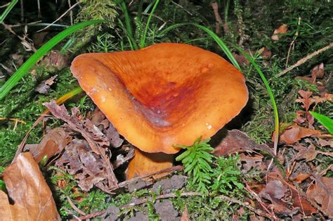 Brätling, Milchbrätling, Birnenmilchling, Süßling (LACTARIUS .